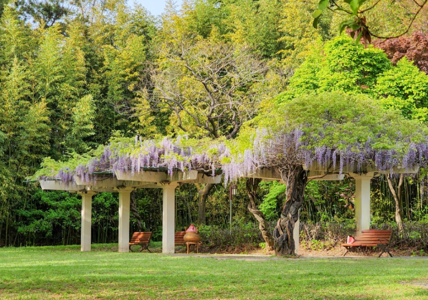창원 성산패총 등나무꽃