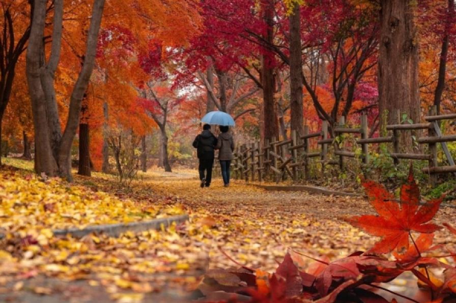 단풍