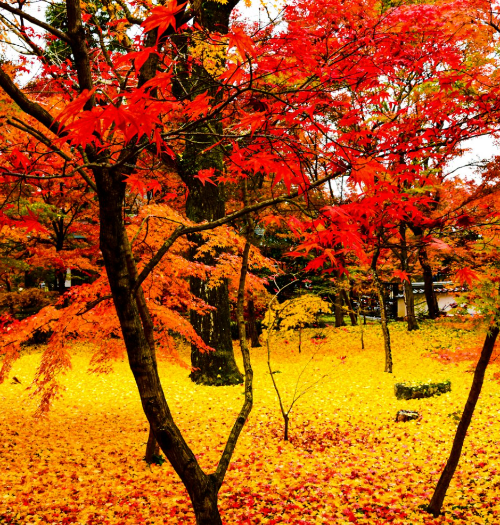 화려한 단풍나무와 낙엽