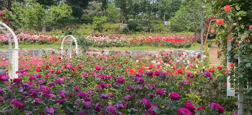 수도권 봄꽃 여행지&#44; 봄꽃 축제
