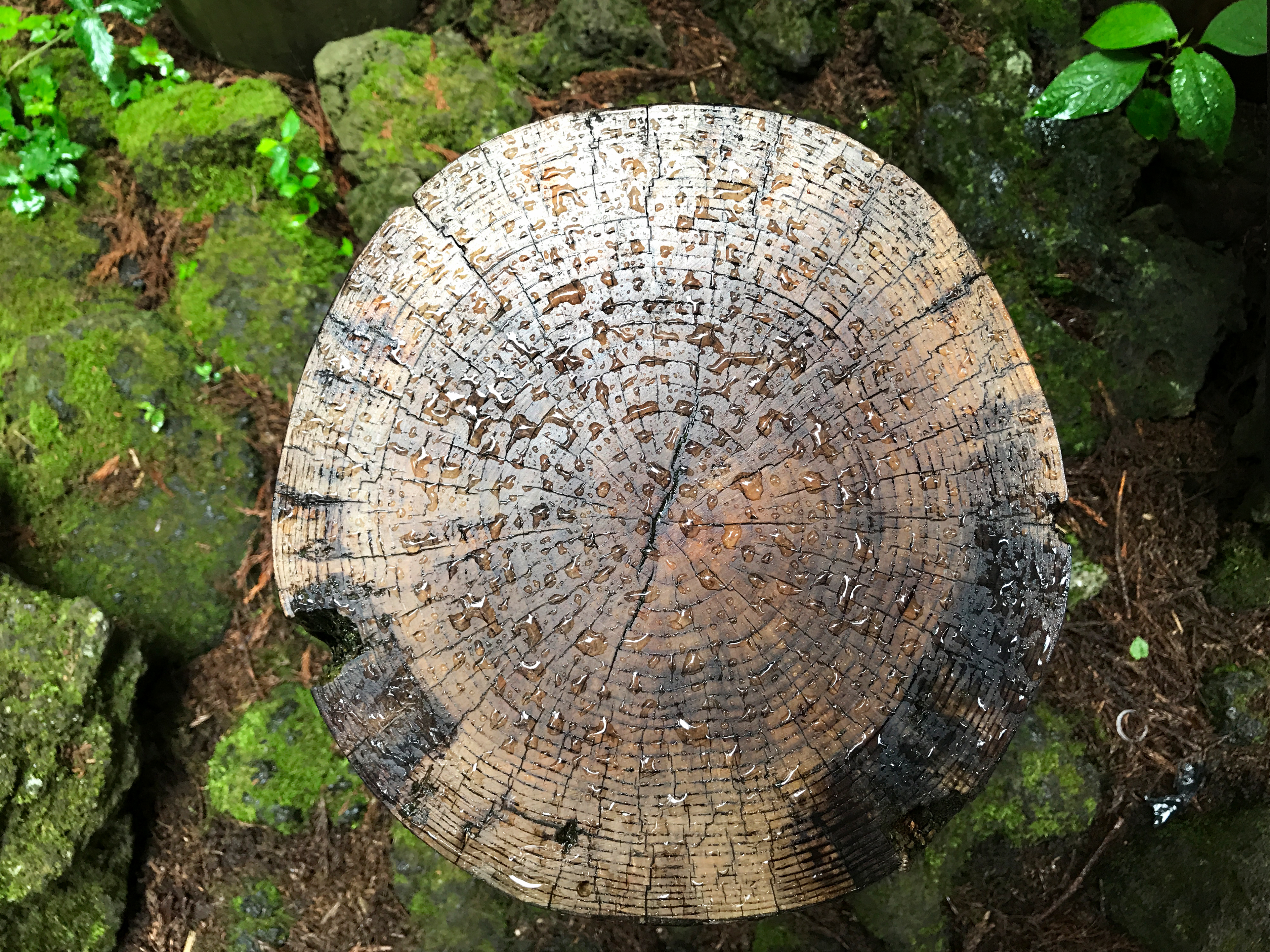 절물자연휴양림 나무 밑동 나이테 저작권 없는 고해상도 무료 이미지