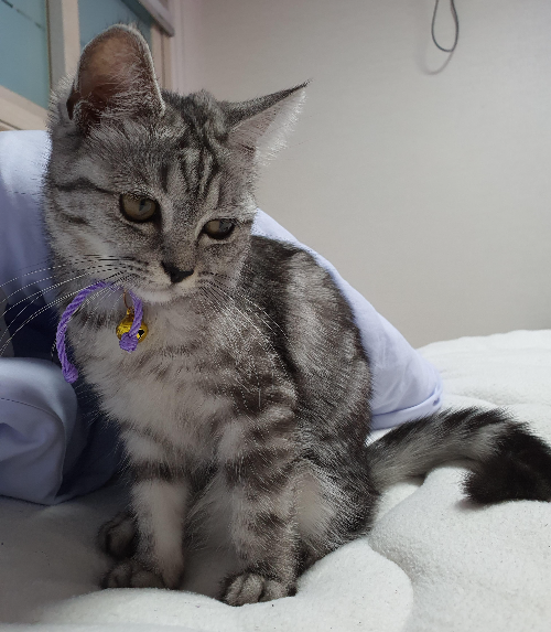 심장사상충 정보