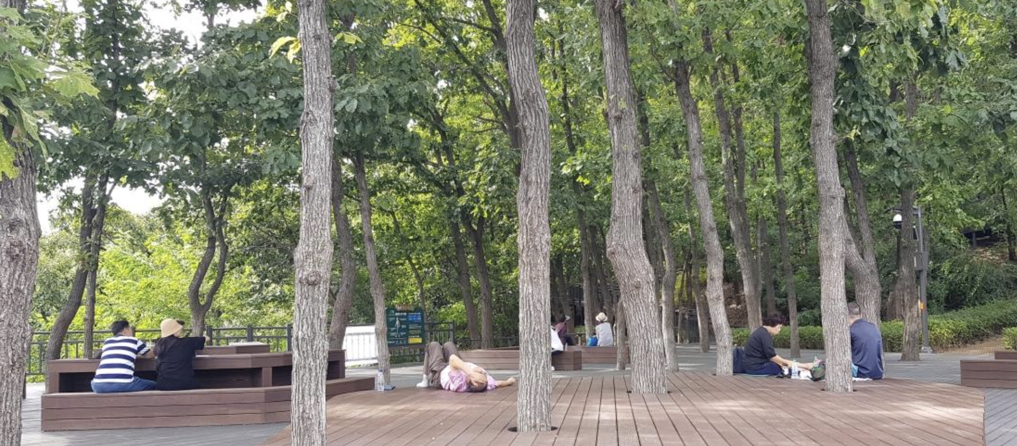 서울 봉산 편백나무 치유의 숲 전경