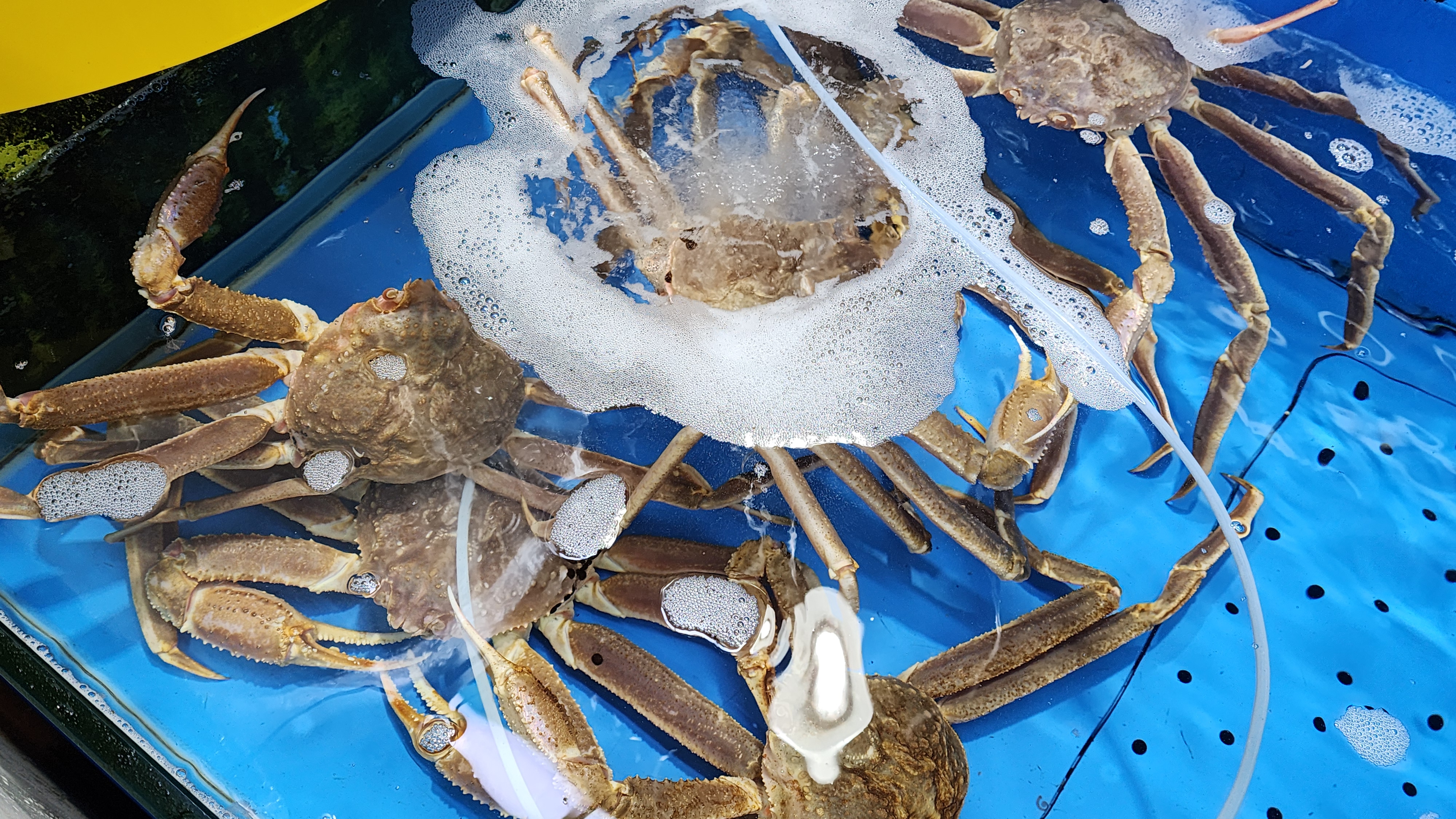 대게 시세, 대게 1키로 가격, 대게 싸게 먹는법