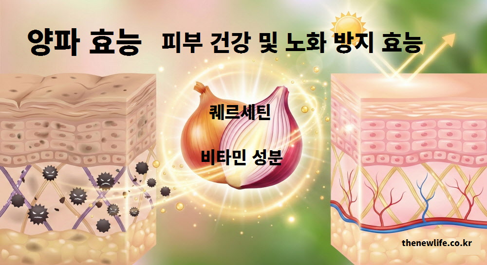 자외선과 활성산소로부터 피부 세포를 보호하여 주름을 억제하는 퀘르세틴과 비타민의 작용을 설명한 피부 미용 양파 효능 일러스트