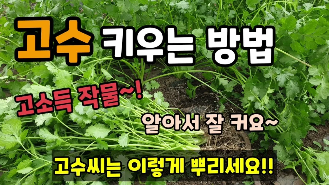 고수 재배 허브 키우기 상자 텃밭 통풍 관리_3