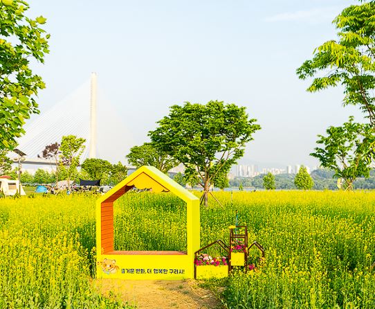 구리 유채꽃 축제 주차