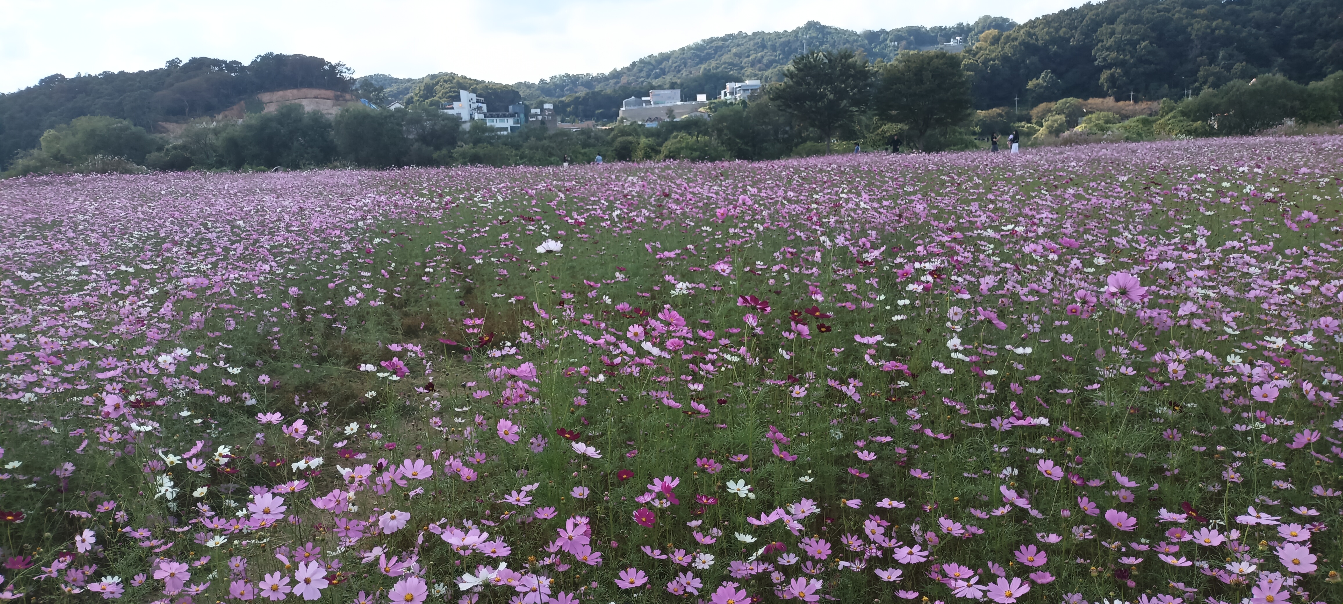 대신섬의 코스모스