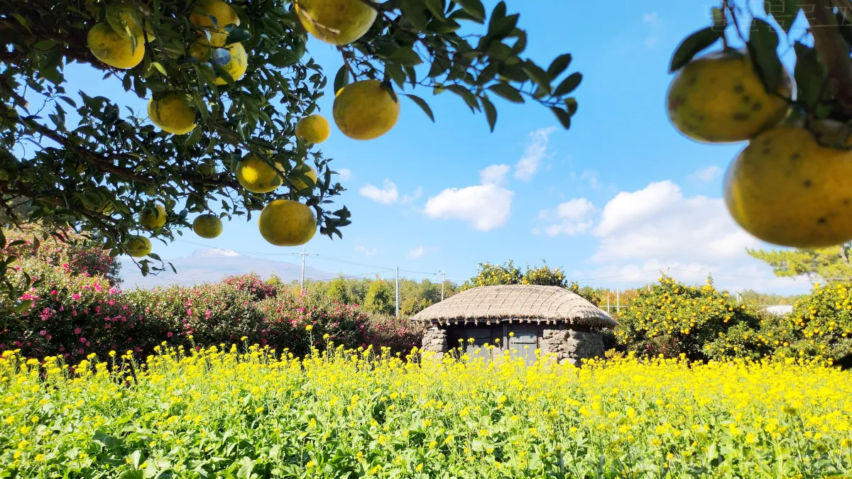 제주도-휴애리-한라산