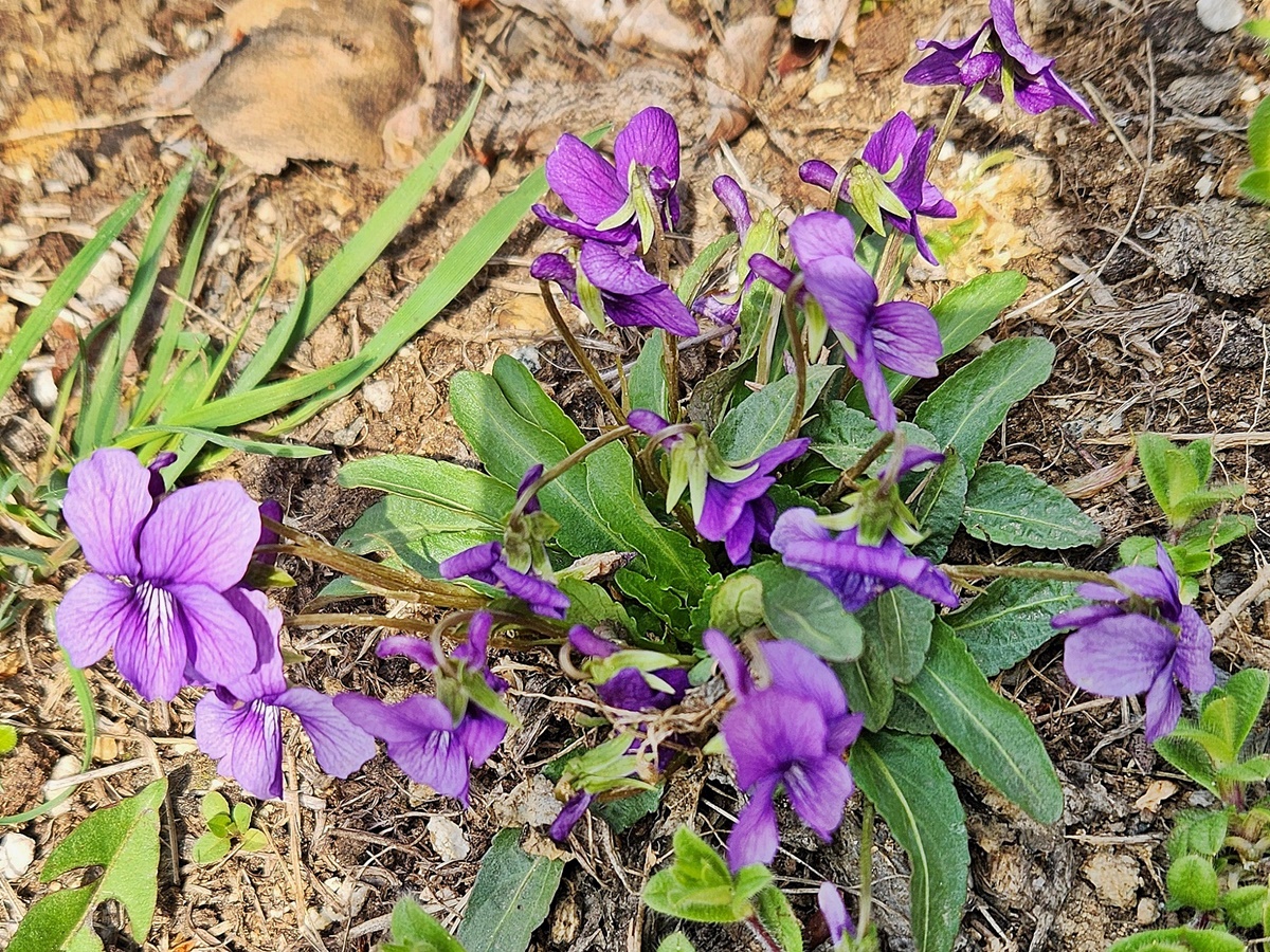 제비꽃