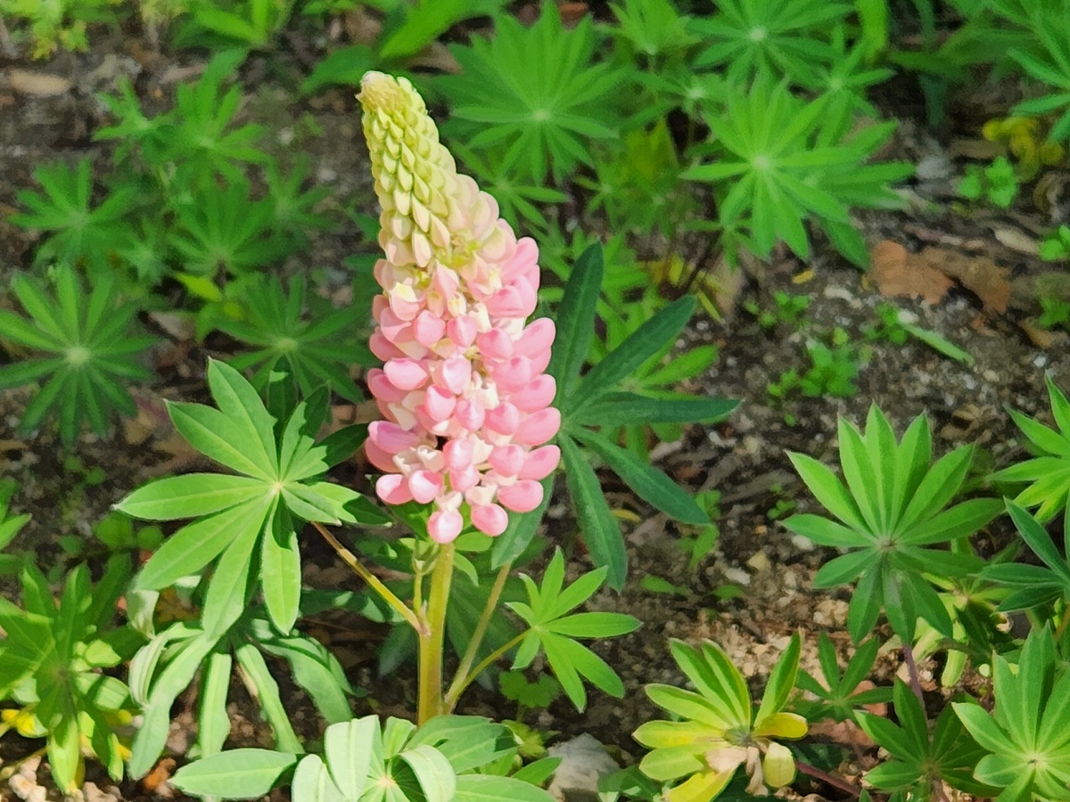 루피너스 Lupinus