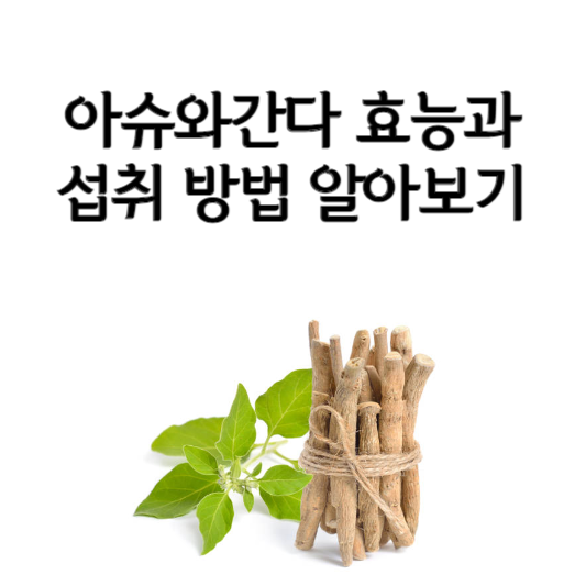 아슈와간다 효능과 섭취 방법