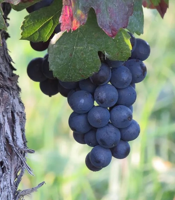 선교란 무엇인가 신앙 실천과 세계 선교의 본질적 의미_9