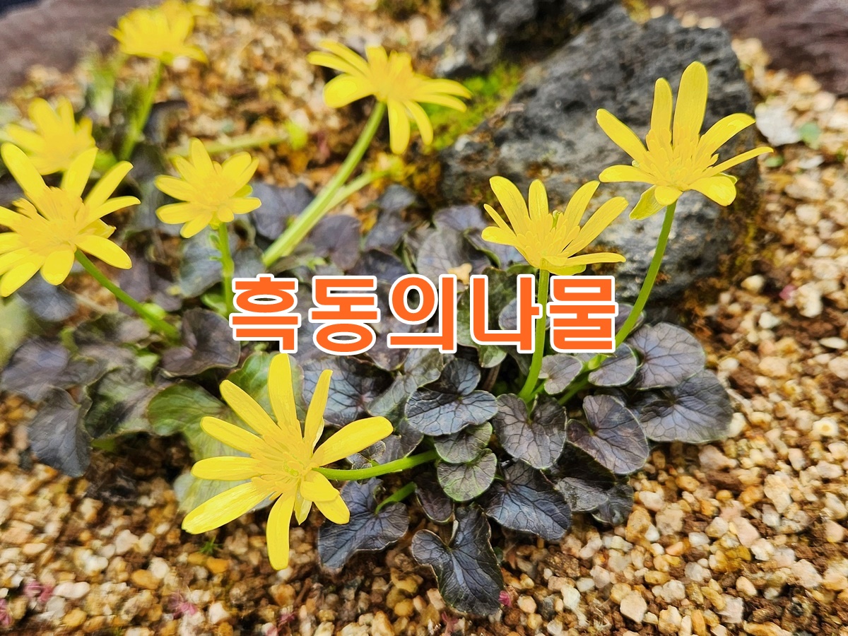 흑동의나물