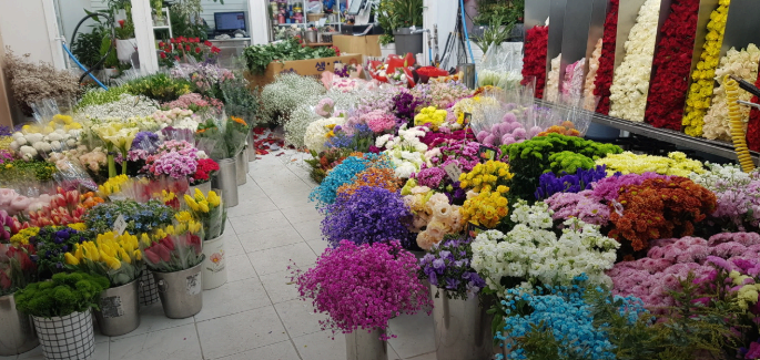 생생정보통 오늘방송(2월14일) 스노위랜드, 알파카월드, 백송이전문점