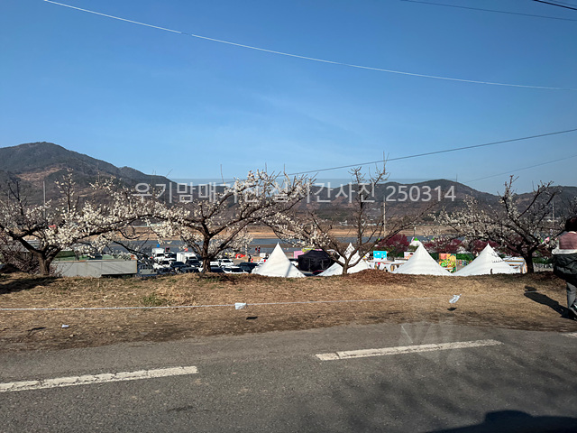 2025 광양매화축제 일정 실시간 개화 주차장