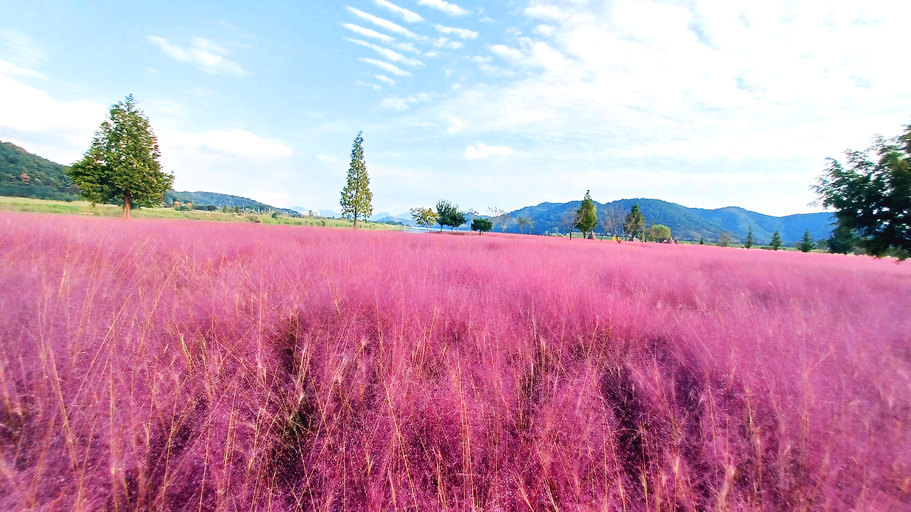 의령 친수공원 핑크뮬리