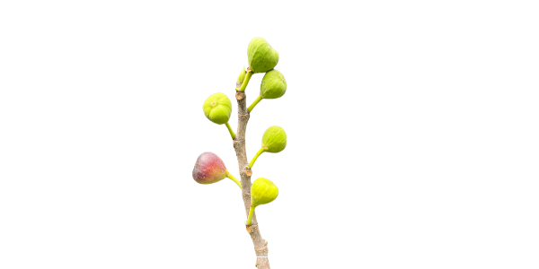 무화과 효과 소화건강23