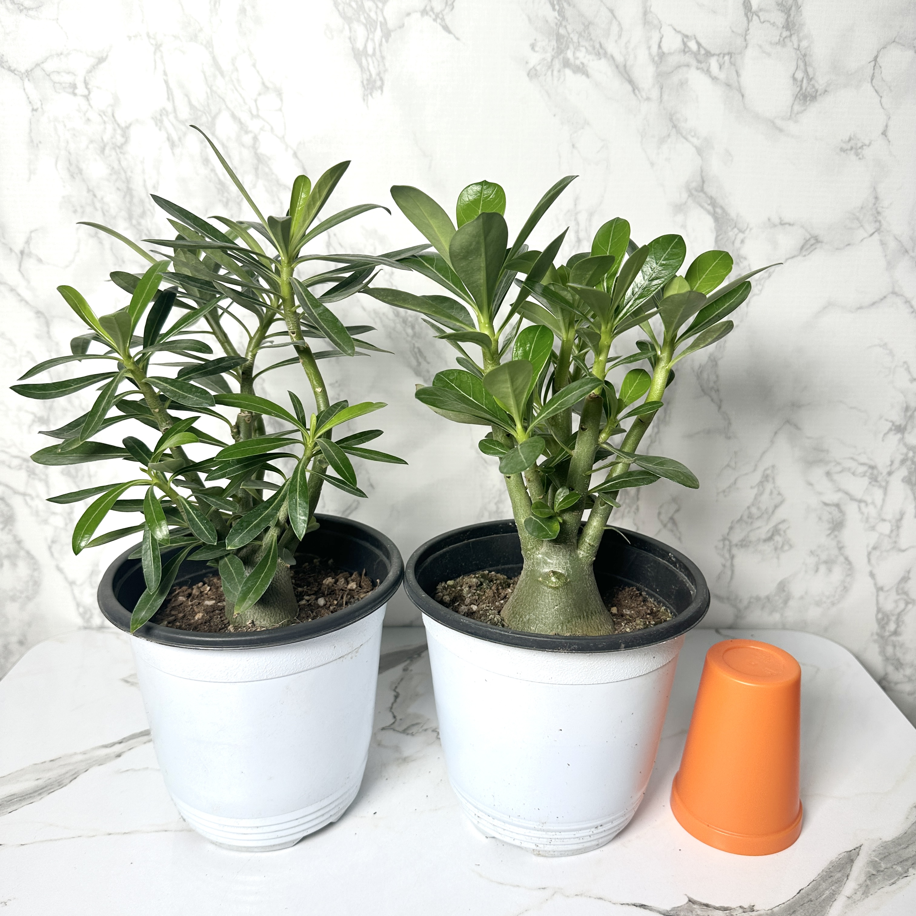 사막의장미 석화 키우기, 물주기, 인테리어식물