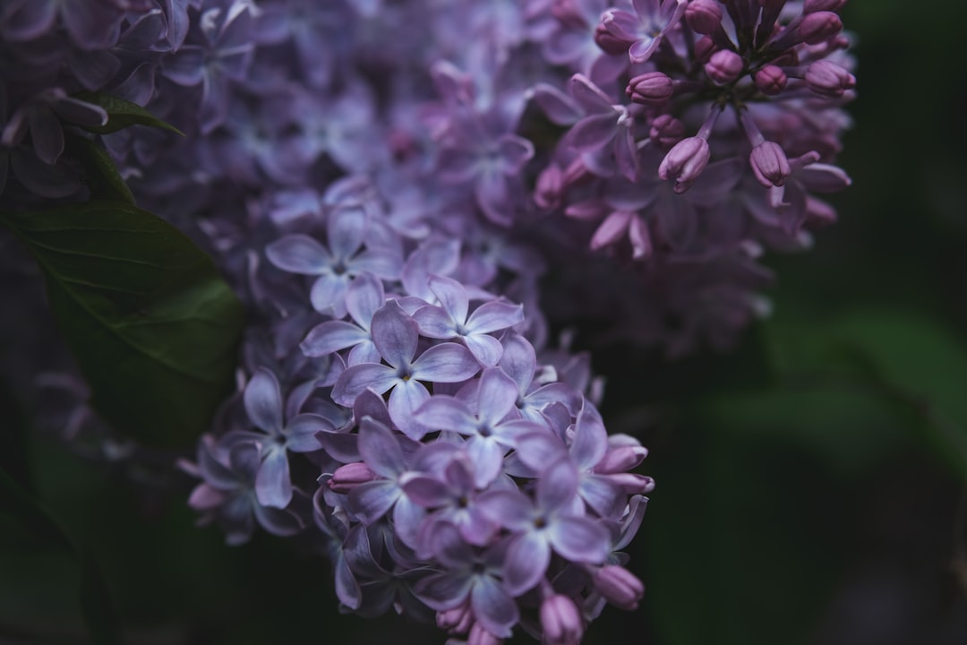 lilac