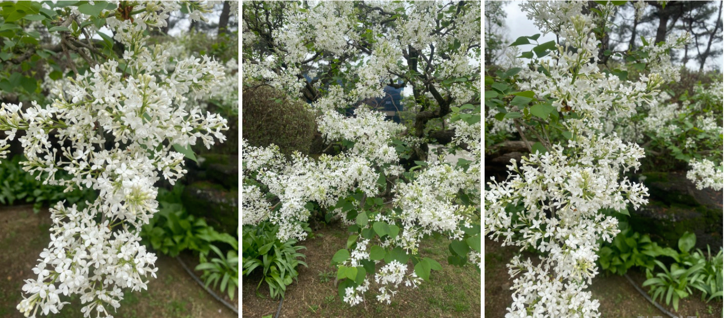 [서울 근교 여행지] 경기도 파주❘벽초지수목원❘드라마 촬영지(빈센조, 구미호뎐, 고백부부, 나의 해방일지)