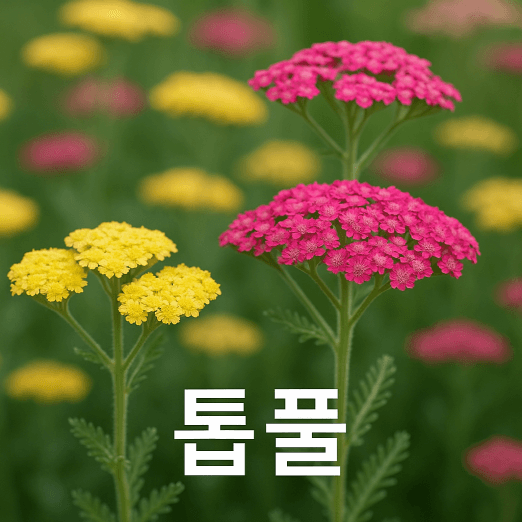 톱풀, 오래 피고 강한 정원초