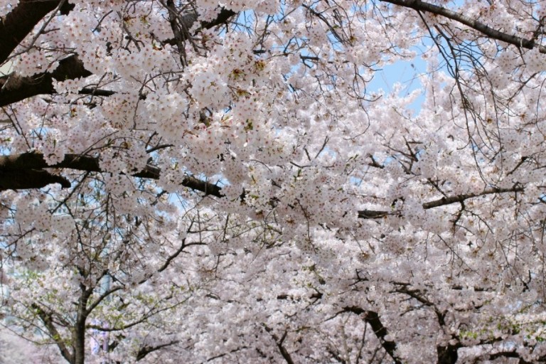 여의도 윤중로 벚꽃 찐후기 ❘ 서울 도심에서 만나는 환상적인 벚꽃 터널