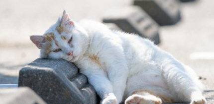 고양이