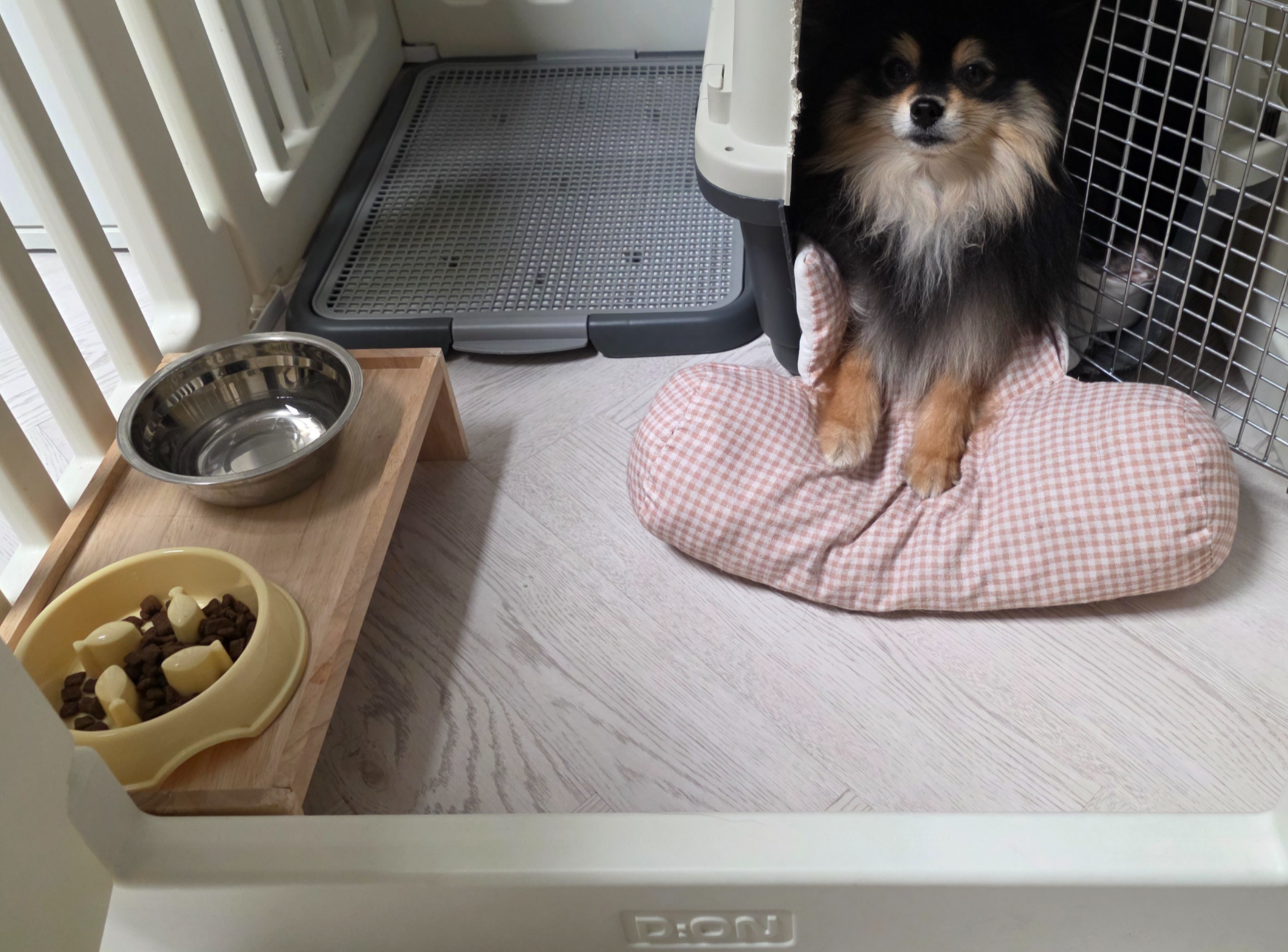 얌전히 기다리는 달콩