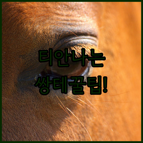 티안나는 쌍테 고르는 법과 브랜드별 ..