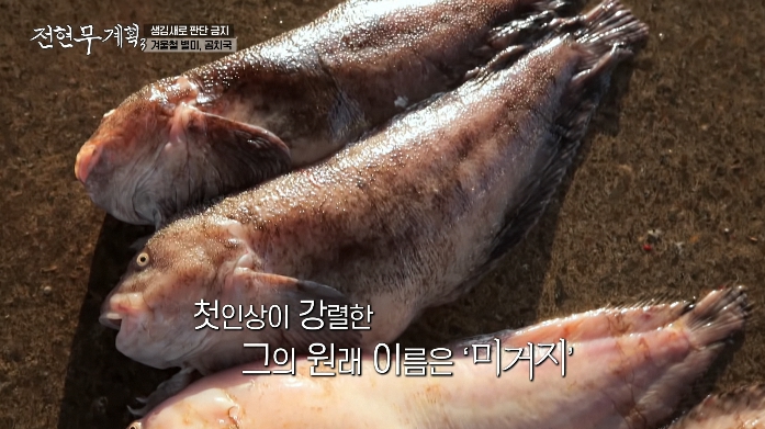 곰치
