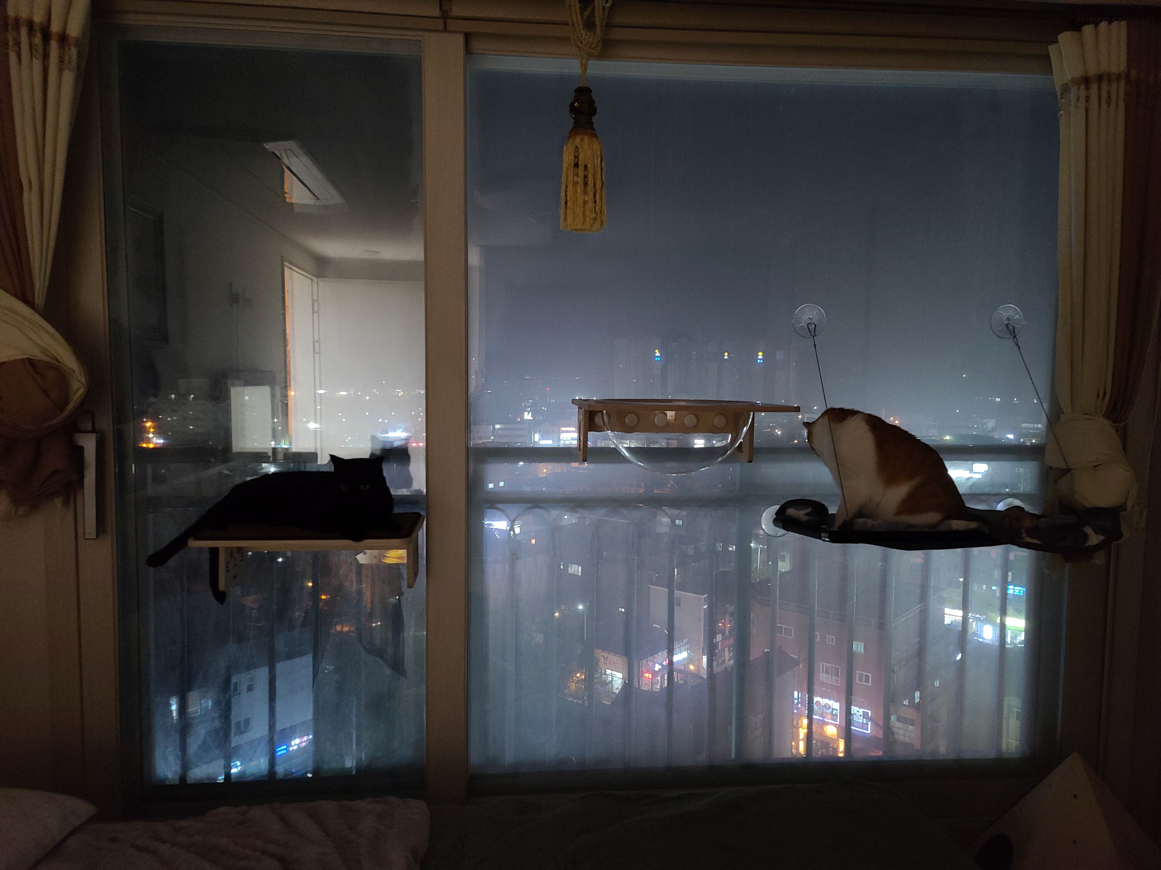 냥냥이들의 캣워크, 캣볼을 달았다. (내돈내산,스압주의)