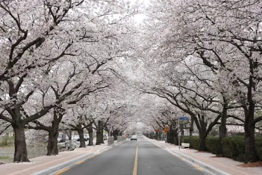 정읍 정읍천 벚꽃길2