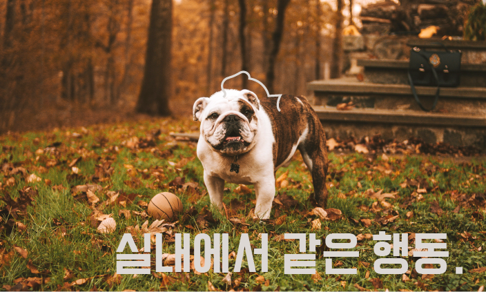 땅파는-강아지
