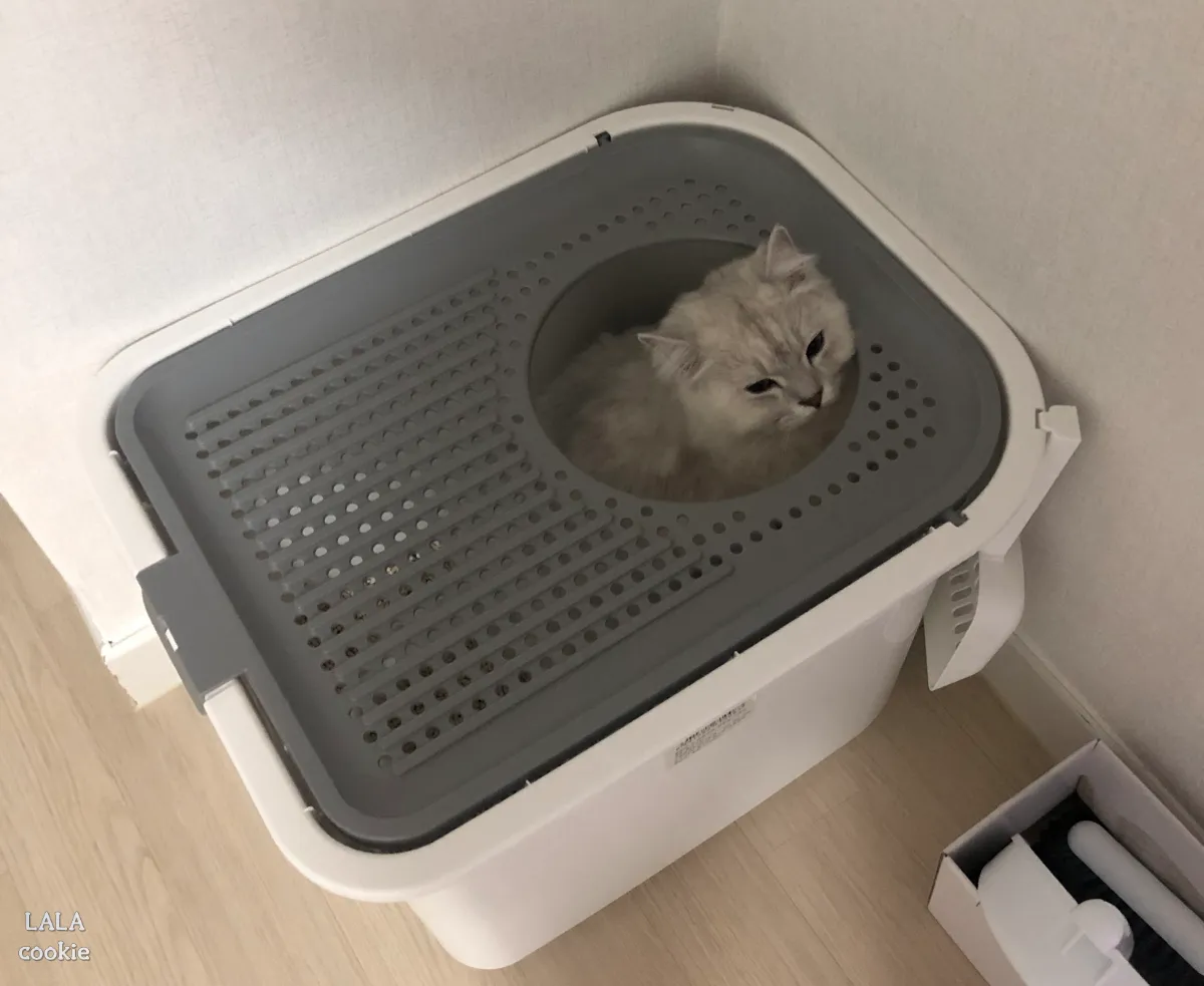 고양이-화장실-용변-보는-고양이