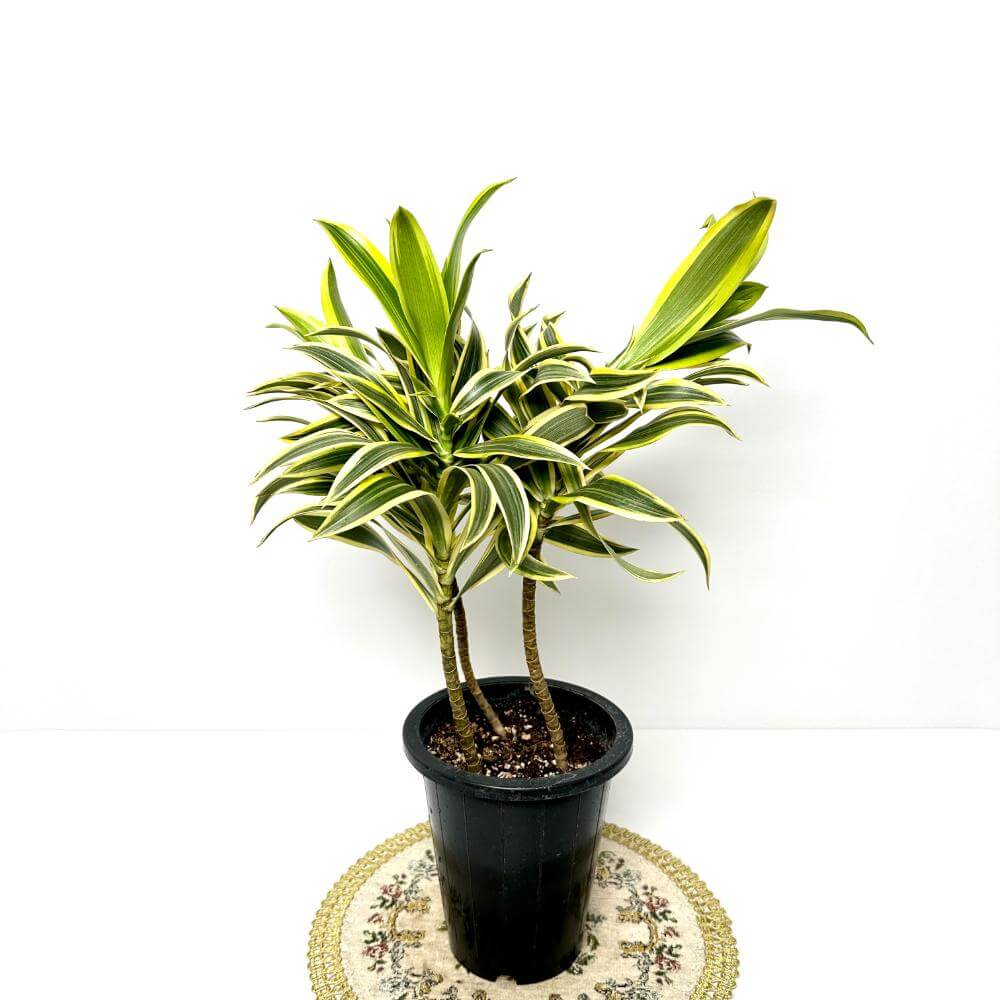 송오브 인디아 키우기