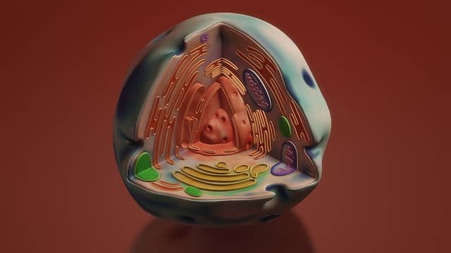 미토콘드리아를 활성화하는 운동 전략