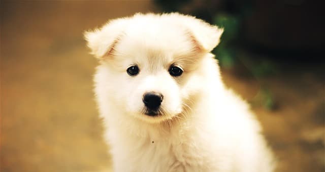 canine atopic dermatitis