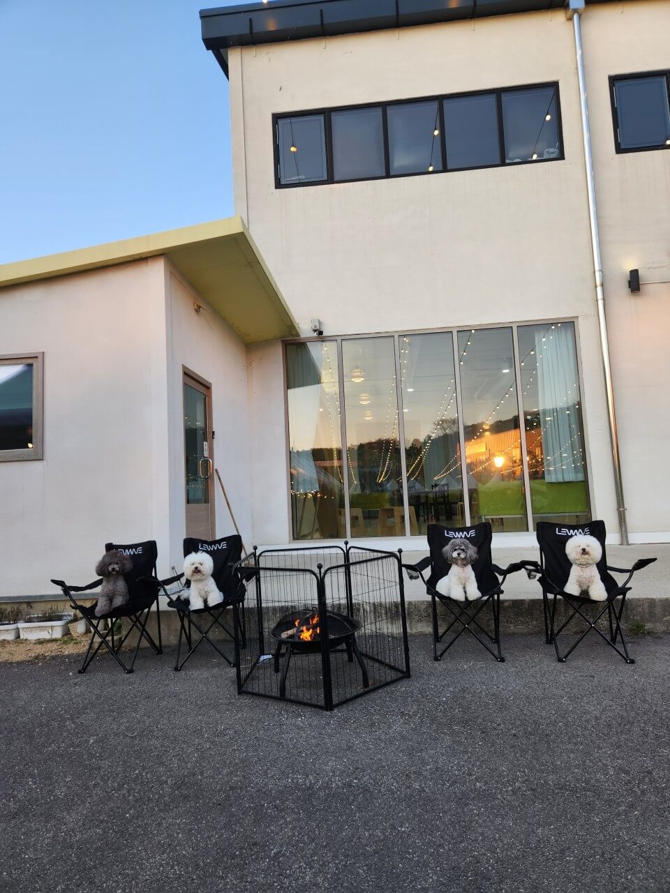 생방송투데이 오늘도 달린다! 청년 사장 경기 포천 20대 애견 카페 사장 편 뽀야네 딩가댕가 생방송투데이 3779회