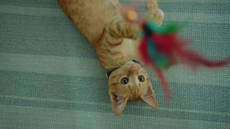 아픈 고양이 꿈 해몽