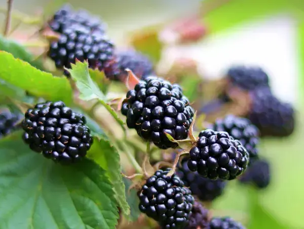 복분자 열매 효능- 오디 제대로 알고 먹는 방법과 복분자 나무 재배방법