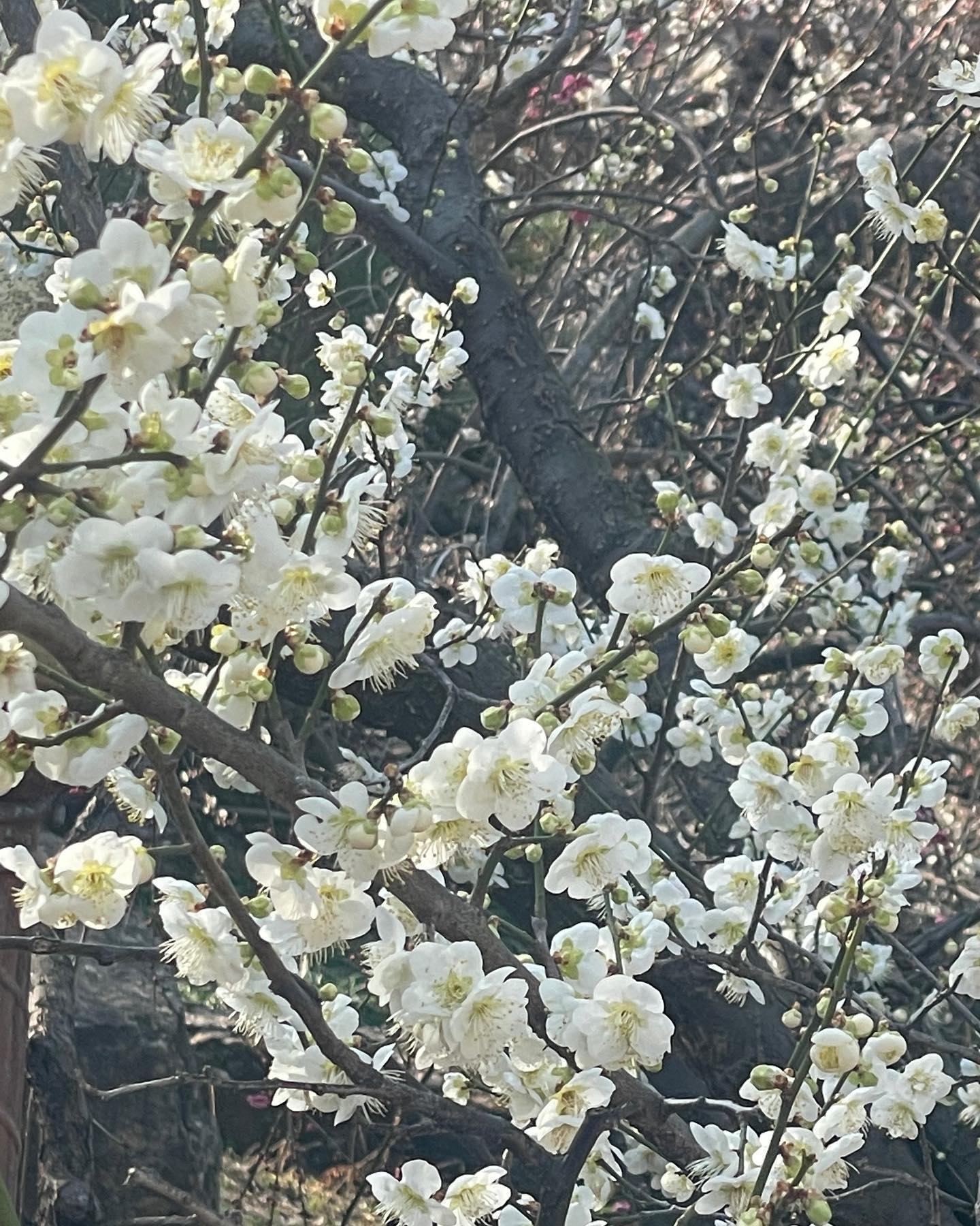 2024 광양 매화축제 