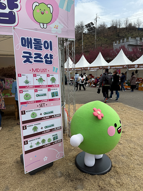 광양 매화축제 개화상황 실시간