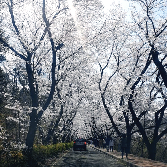 김유신장군묘-경주-벚꽃-명소-추천