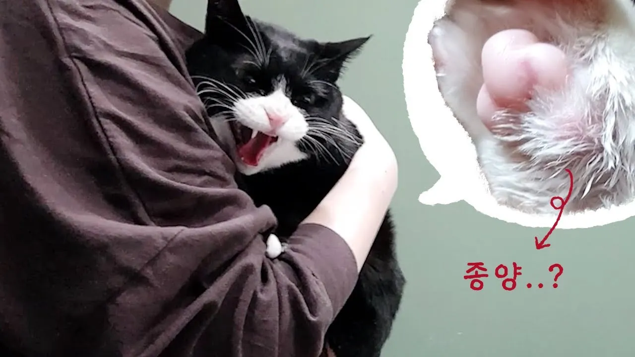 고양이 발톱 빠짐 피 염증_8