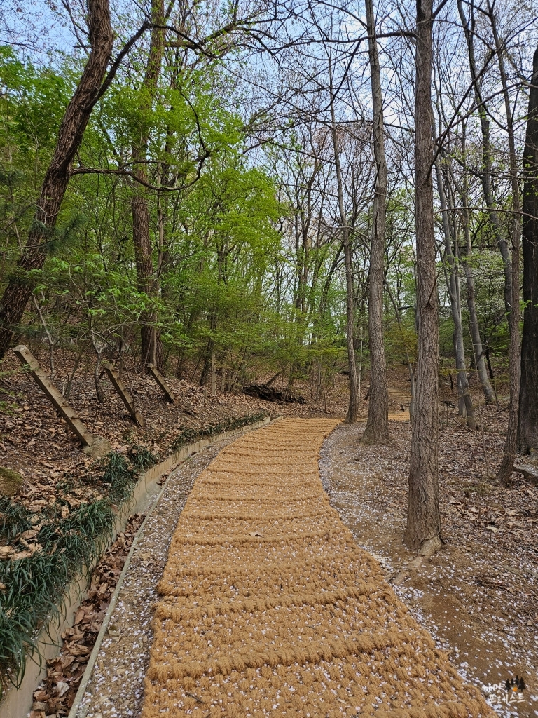 우면산 올라가는 길