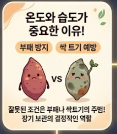 고구마 보관하는법