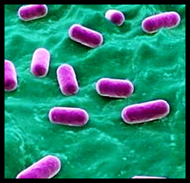 셀티바 신프리바이오틱스
