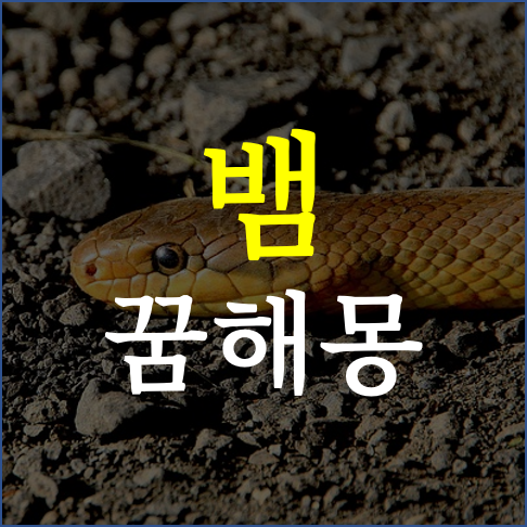 뱀 꿈해몽