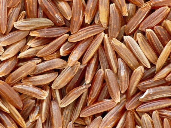 상황버섯 쌀 면역력 강화